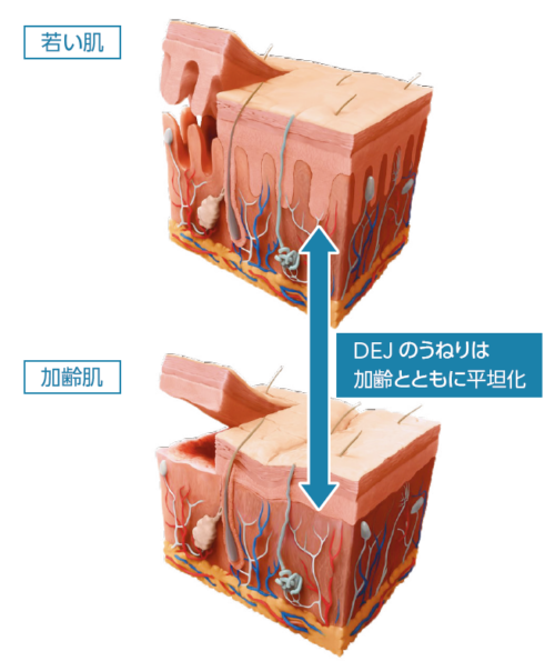 新品　リビジョン　デイリーブースティングセラム